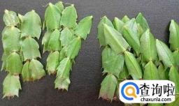 蟹爪兰如何进行扦插？