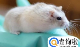 夏天帮仓鼠避暑的方法