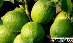 选择青柠檬的方法