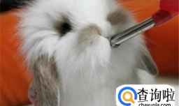 兔子感冒了怎么办