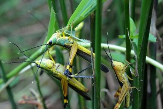 蝗灾是怎么形成的