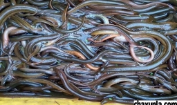 黄鳝杀了以后还要清洗吗