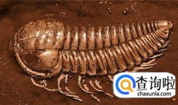 常见假化石的识别与鉴定,怎样辨别化石方法