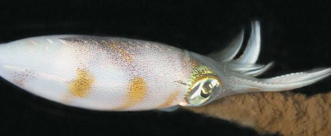 为什么乌贼会喷墨汁