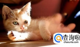 猫耳螨要治多久能好，小猫耳螨几天能好