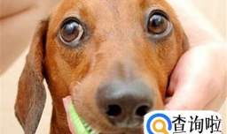 怎样给狗狗正确刷牙？