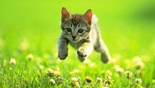 梦见被猫咬预示着什么