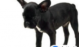 遇到狗跟着你叫怎么办？