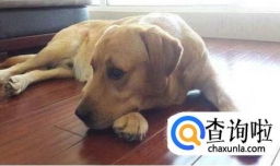 拉布拉多公狗发情了怎么办