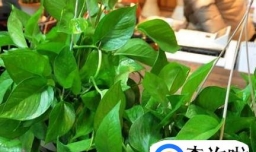 家装除甲醛怎么清除?装修后多久可以入住?