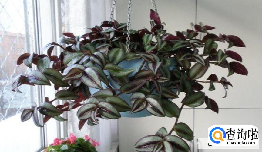 吊竹梅扦插繁殖方法步骤是怎么样的