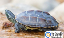 乌龟得白眼病的原因,乌龟得了白眼病怎么治