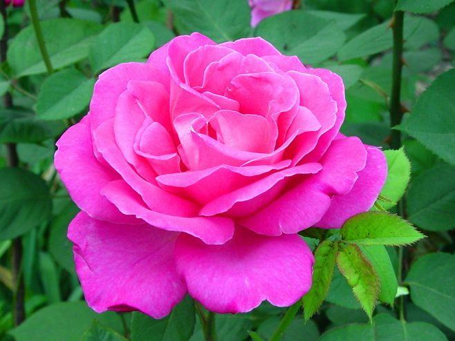 怎样区分月季和玫瑰？