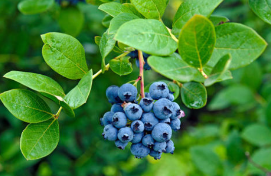 对眼睛最有益的十种食物