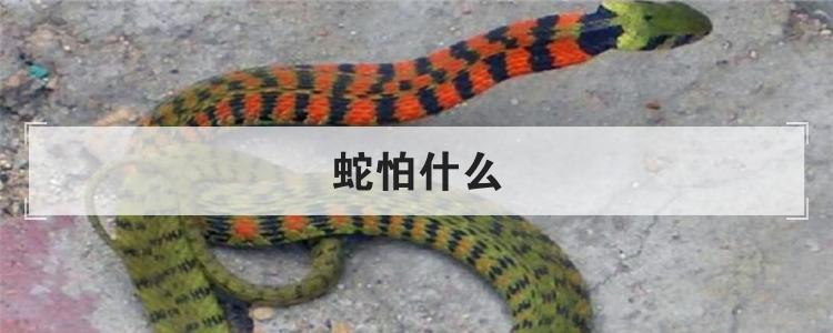 蛇怕什么