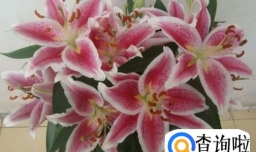 哪些花不能放在卧室内养？