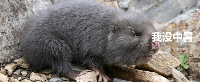 竹鼠中暑什么梗