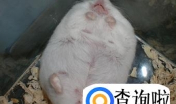 教你如何判断以及养护怀孕仓鼠