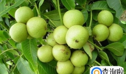 哪里可以买到野生核桃