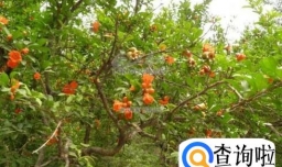 怎样促进石榴多开花多结果?