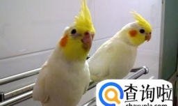 玄凤鹦鹉的公母怎么分辨