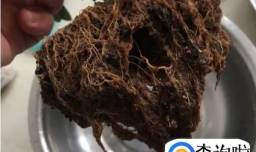 如何养好水培的杜鹃花？