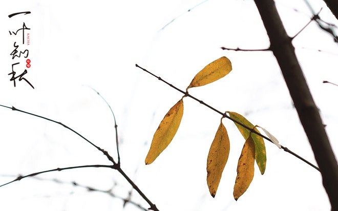 一叶知秋的感情寓意