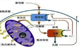线粒体与叶绿体的异同点