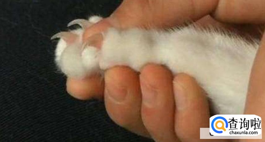 怎样给猫咪剪指甲最正确