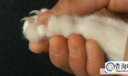 怎样给猫咪剪指甲最正确