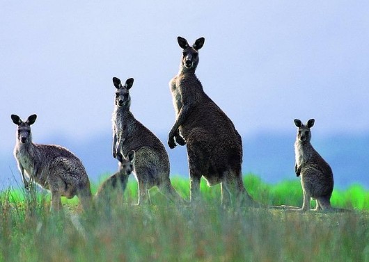 袋鼠的尾巴有什么作用