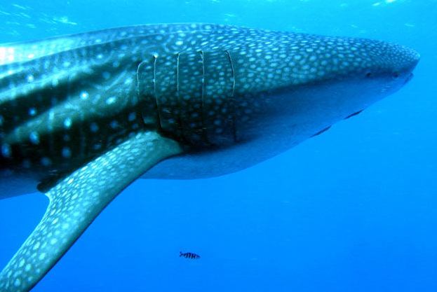 世界上最大的鱼