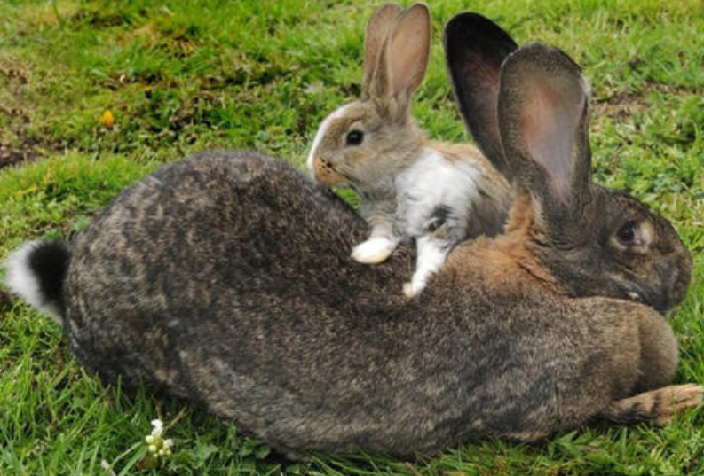 世界上最大的兔子