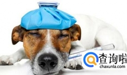 如何判断狗狗是否发烧