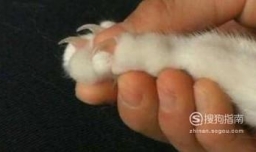 给猫剪指甲出血了怎么办