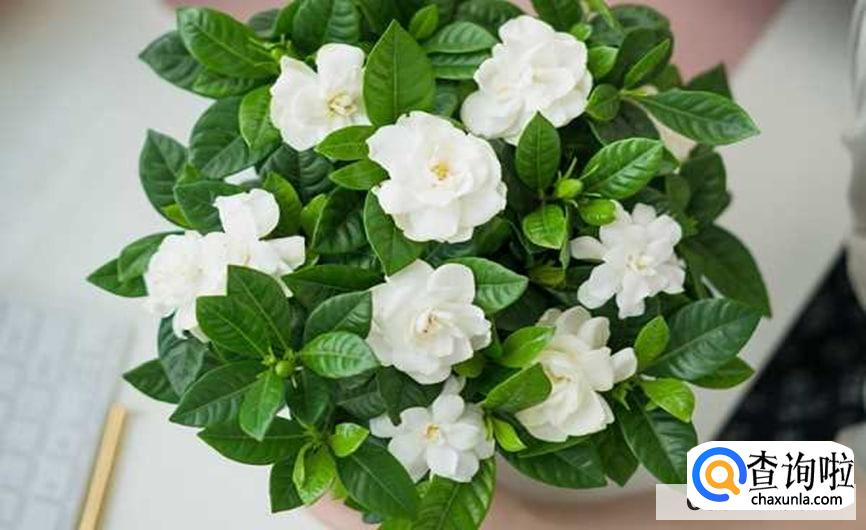 怎样养好栀子花