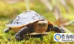 乌龟爱吃什么食物，乌龟喂食注意事项