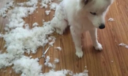 夏天狗狗的避暑养护方法有哪些