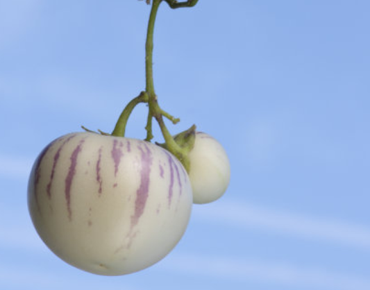 人参果的功效与作用