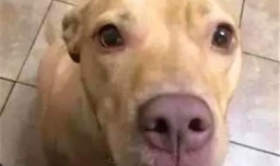 狗狗惊吓过度怎么恢复