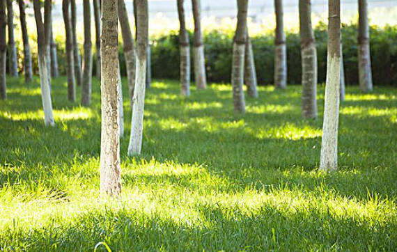 茂盛的近义词是什么