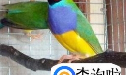 七彩文鸟的养殖方法