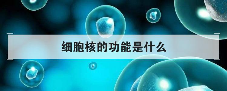 细胞核的功能是什么
