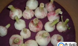 怎样用盐腌大蒜头好吃