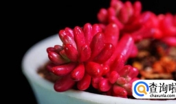 如何养好多肉植物虹之玉