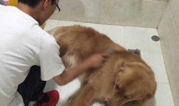 给金毛犬剪毛的方法