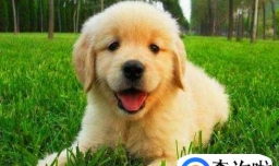 金毛幼犬的最佳训练时间