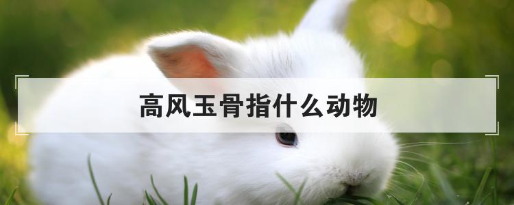 高风玉骨指什么动物