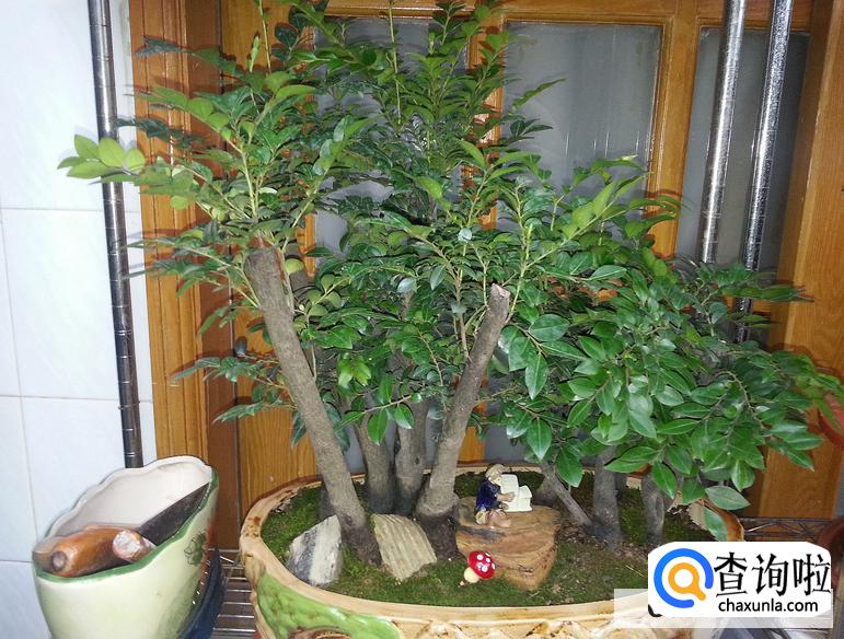 如何养好小叶紫檀