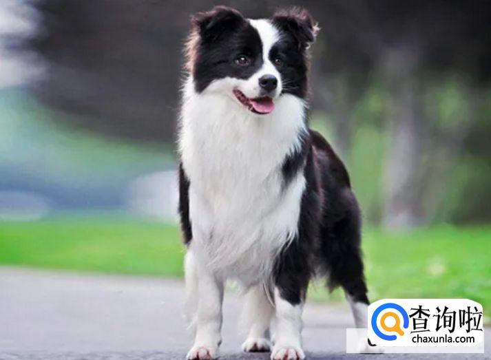 牧羊犬一般喜欢吃什么食物